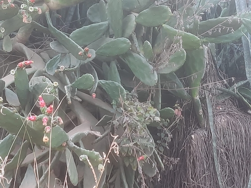 Cochineal Nopal Cactus
