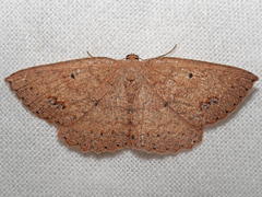 Casbia melanops