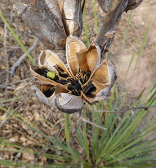 Yucca campestris