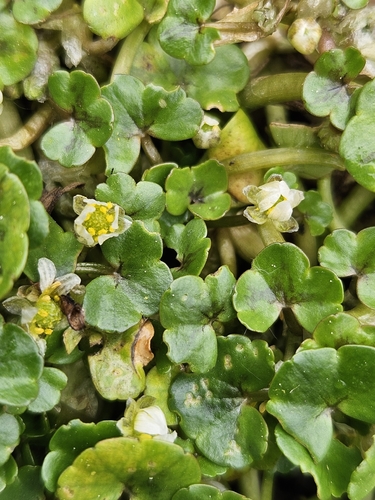 Ranunculus hederaceus, photograph 6