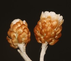 Helichrysum cochleariforme
