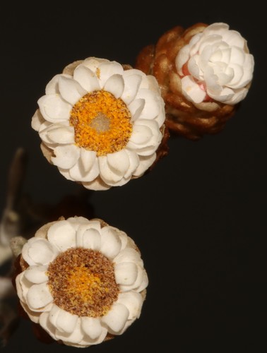 Image of Helichrysum cochleariforme by (c) Brian du Preez, some rights reserved (CC BY-SA)