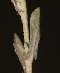 Helichrysum cochleariforme