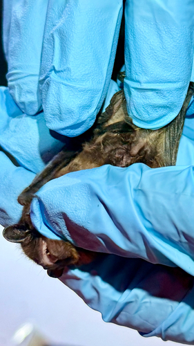 Evening Bat observed by tdevin