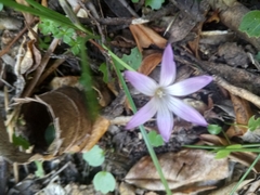 Romulea ligustica image