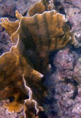 Millepora complanata