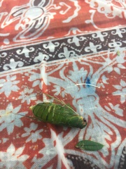 Chlorocysta vitripennis
