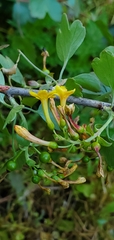 Ribes aureum gracillimum