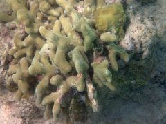 Porites divaricata