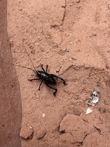 Tanner's black camel cricket photo 4