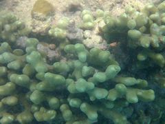 Porites divaricata