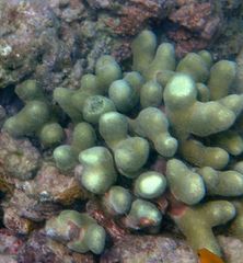 Porites divaricata