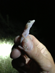 Phyllodactylus nocticolus