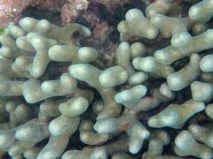 Porites divaricata