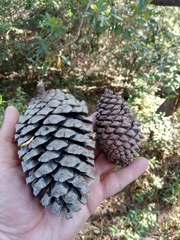 Pinus pinaster subsp. renoui image