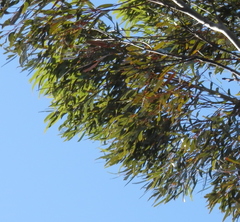 Eucalyptus salmonophloia