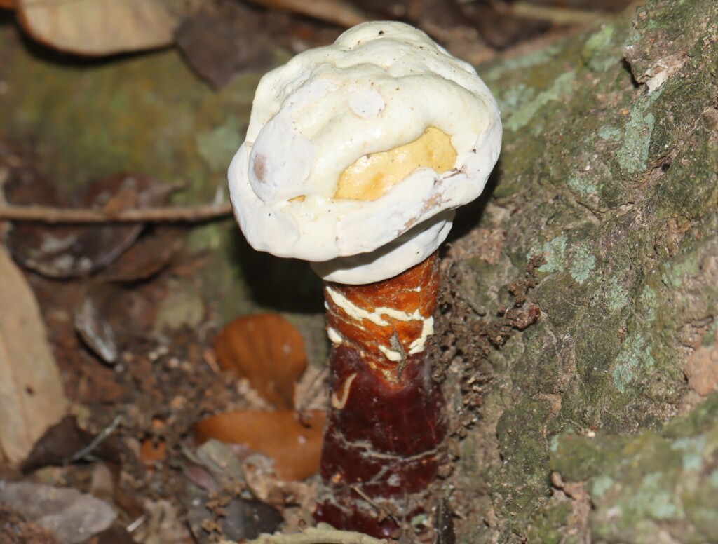 Ganoderma curtisii · April 2026 · photo: © rich451 (iNaturalist, cc-by)