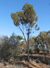 Eucalyptus salmonophloia