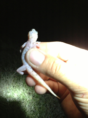 Phyllodactylus nocticolus