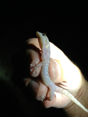 Phyllodactylus nocticolus