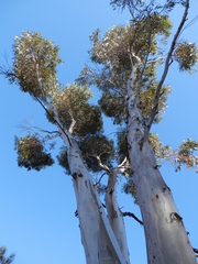 Eucalyptus salmonophloia