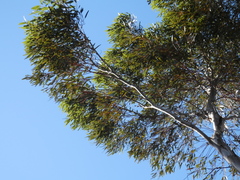 Eucalyptus salmonophloia