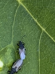 Oxycarenus hyalinipennis