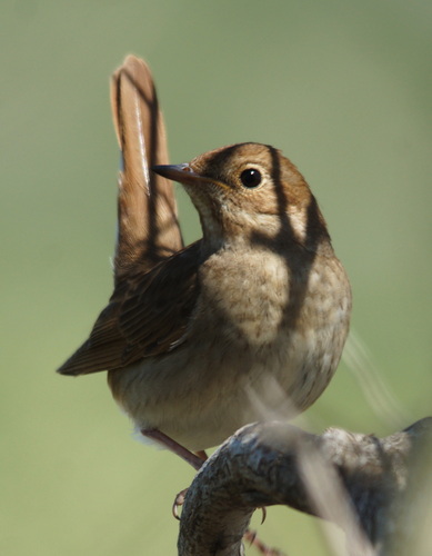 Thrush Nightingale (Luscinia luscinia), photo 5