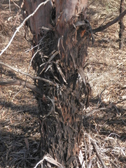 Eucalyptus sargentii