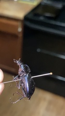 Coleoptera