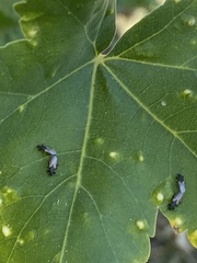 Oxycarenus hyalinipennis