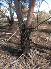Eucalyptus sargentii