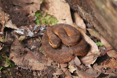 Crotalus armstrongi