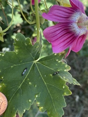 Oxycarenus hyalinipennis