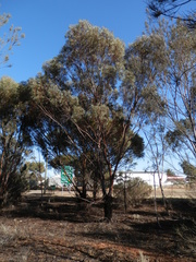 Eucalyptus sargentii