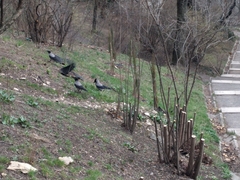 Corvus cornix