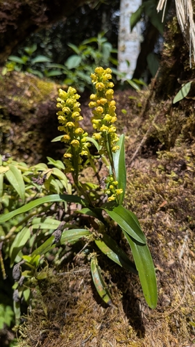 Polystachya foliosa, photograph 2