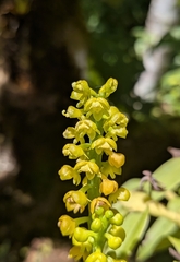 Polystachya foliosa, photograph (c) Thibaud Aronson, some rights reserved (CC BY-SA)