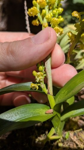 Polystachya foliosa, photograph 4