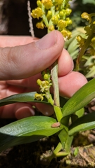 Polystachya foliosa, photograph (c) Thibaud Aronson, some rights reserved (CC BY-SA)