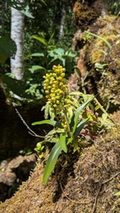 Polystachya foliosa, photograph (c) Thibaud Aronson, some rights reserved (CC BY-SA)