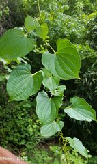 Dioscorea maciba image