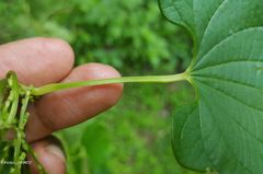 Dioscorea maciba image