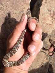 Trimorphodon lyrophanes