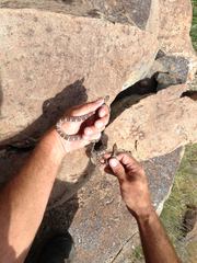 Trimorphodon lyrophanes