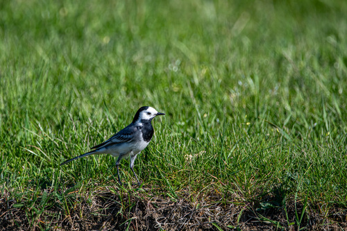 White Wagtail
