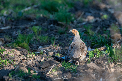Gray Partridge