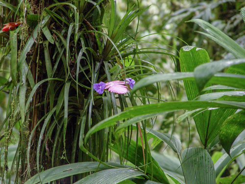 Wallisia pretiosa, photograph 3