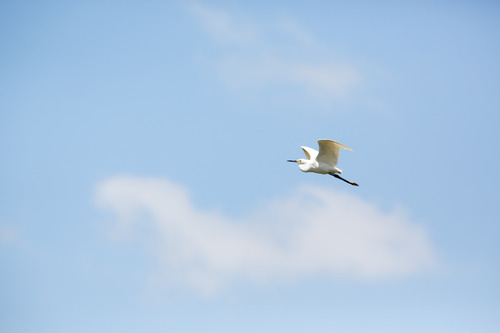 iNaturalist observation photo of Snowy Egret