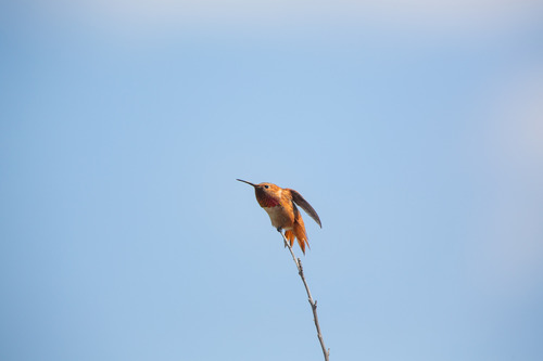 iNaturalist observation photo of Allen's Hummingbird